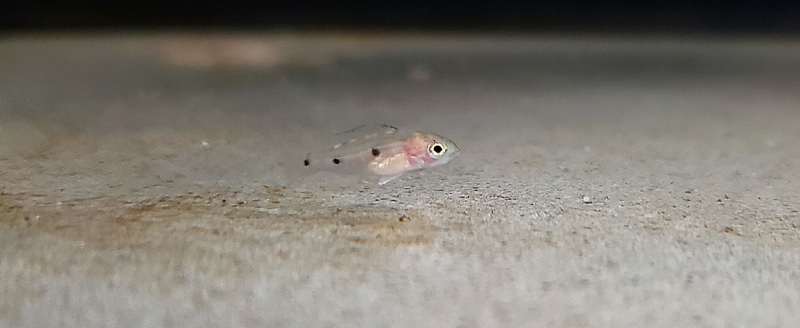 Copadichromis melas 'Mala Point'